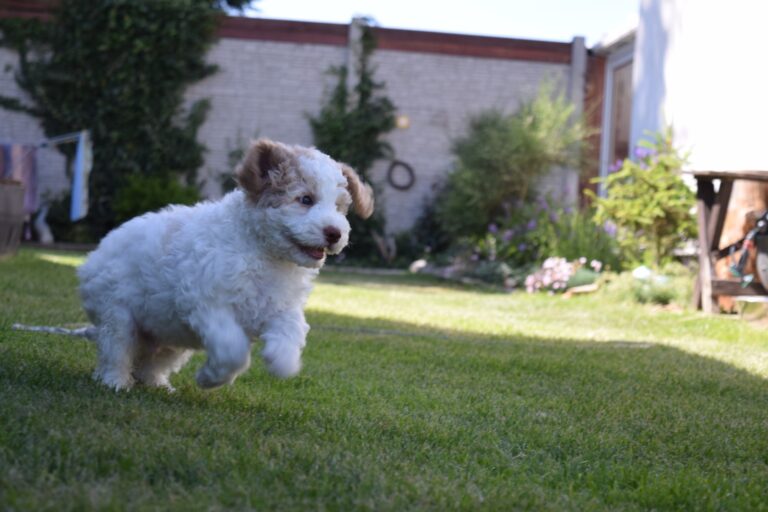 Kolik stojí Lagotto Romagnolo? Cena štěněte a náklady na péči