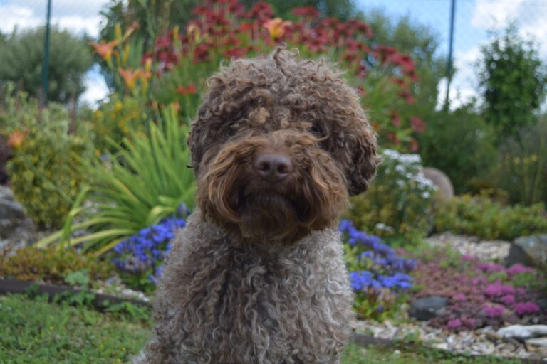 Lagotto romagnolo v zahradě