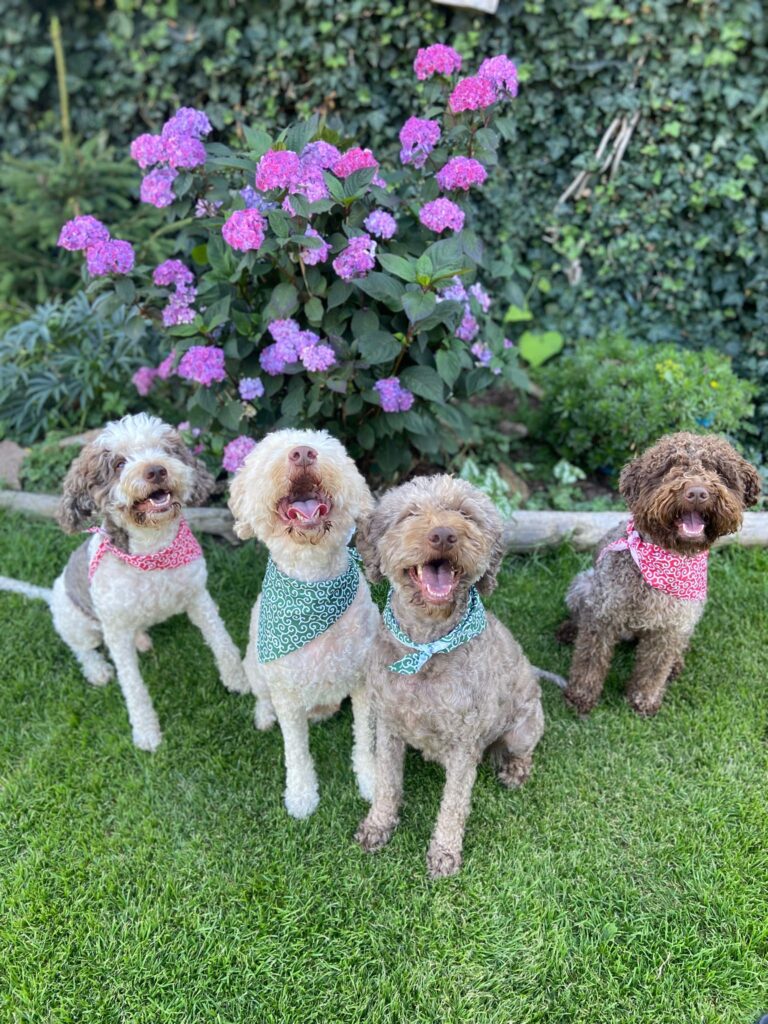 Lagotto romagnolo smečka
