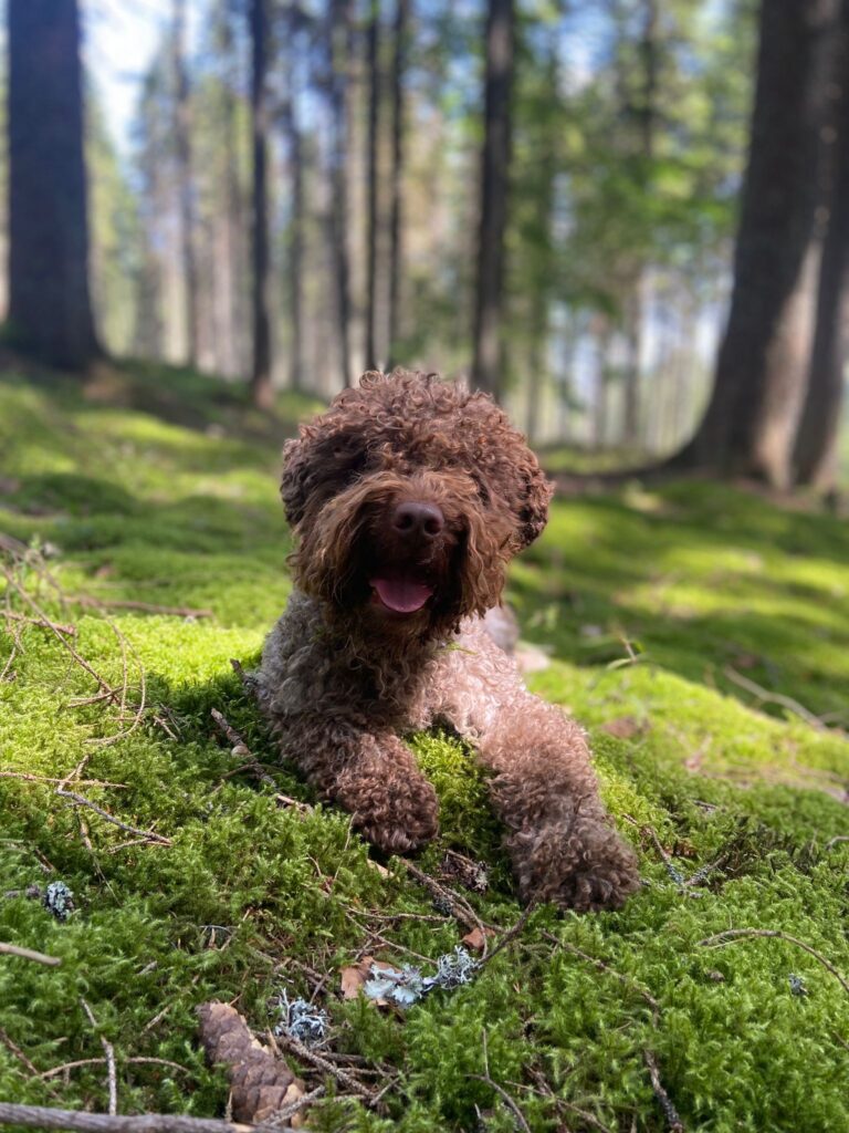 Lagotto romagnolo v lese