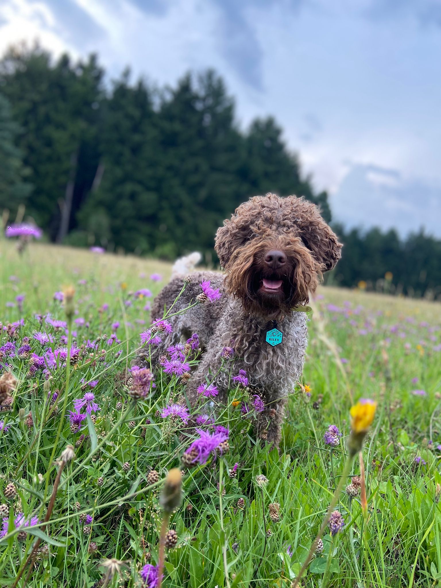 Lagotto romagnolo na louce