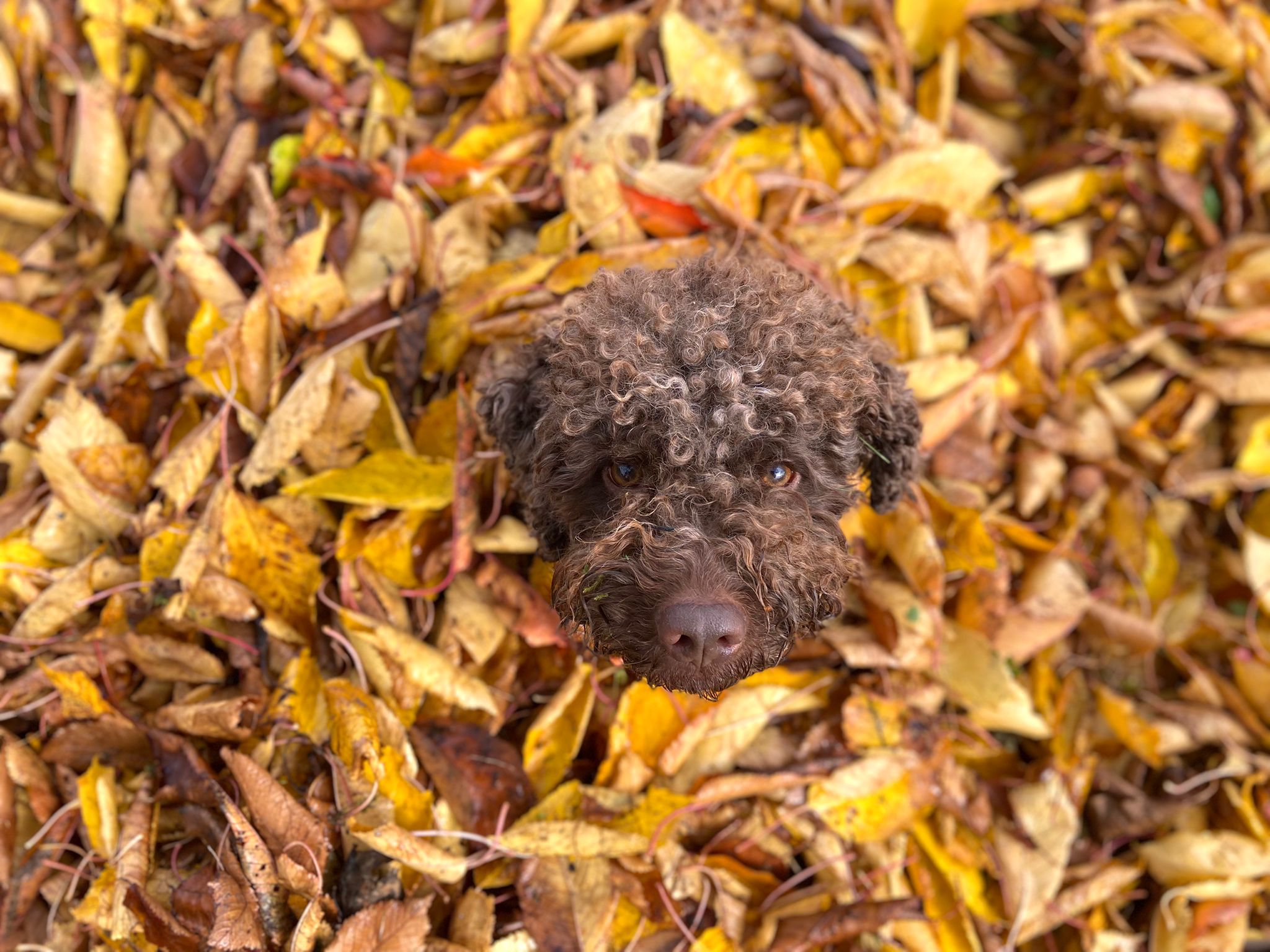 Lagotto romagnolo v listí
