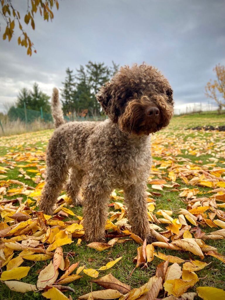 Lagotto romagnolo na podzimní procházce v parku