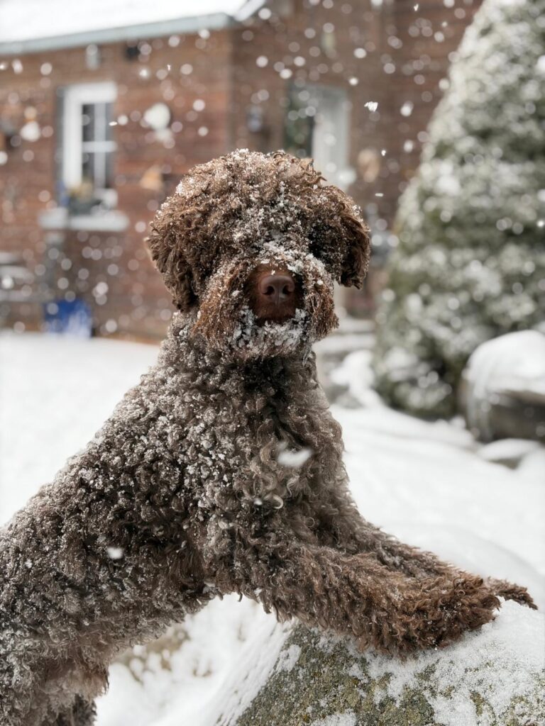 Lagotto romagnolo ve sněhu
