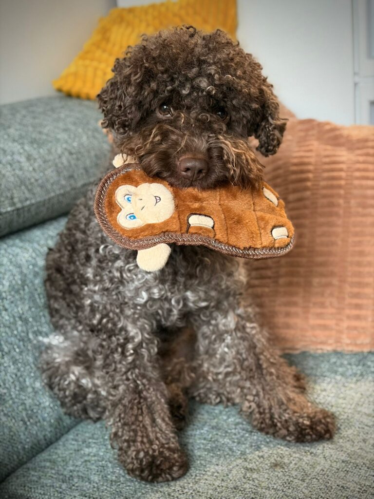 Lagotto romagnolo s hračkou na gauči