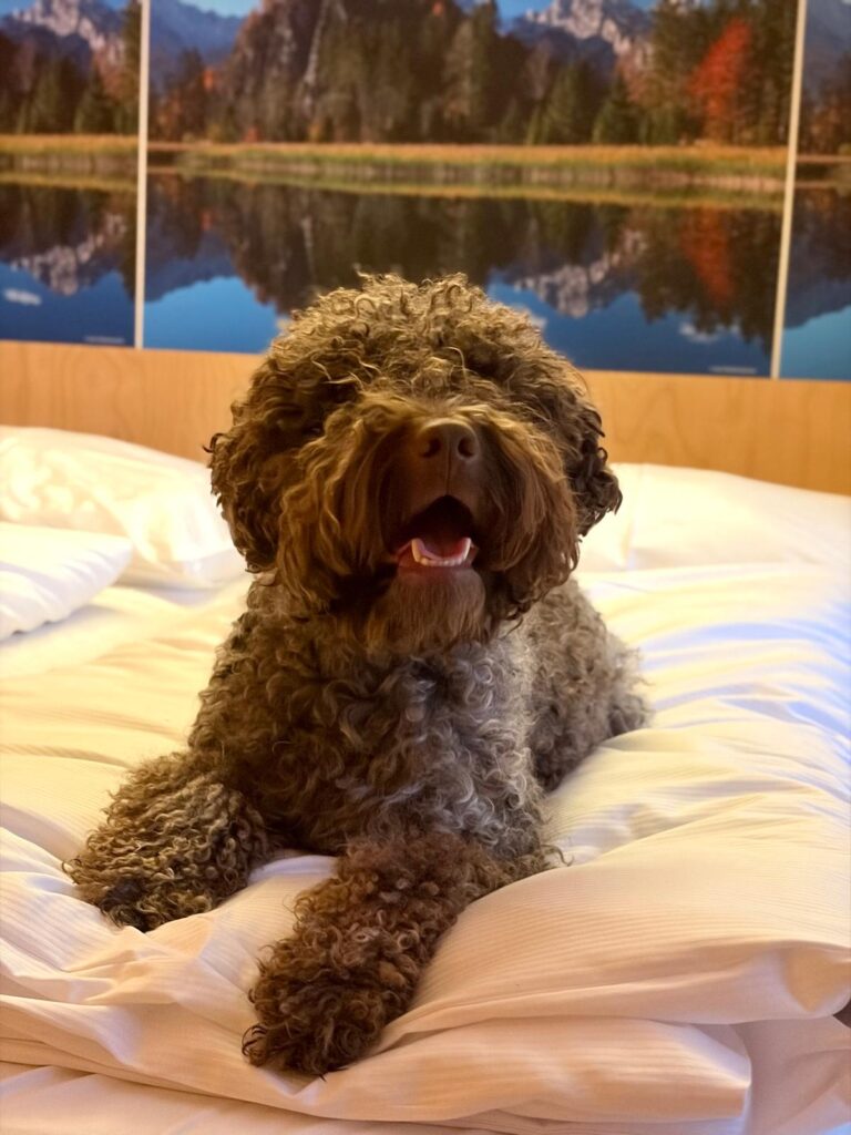 Lagotto romagnolo v posteli