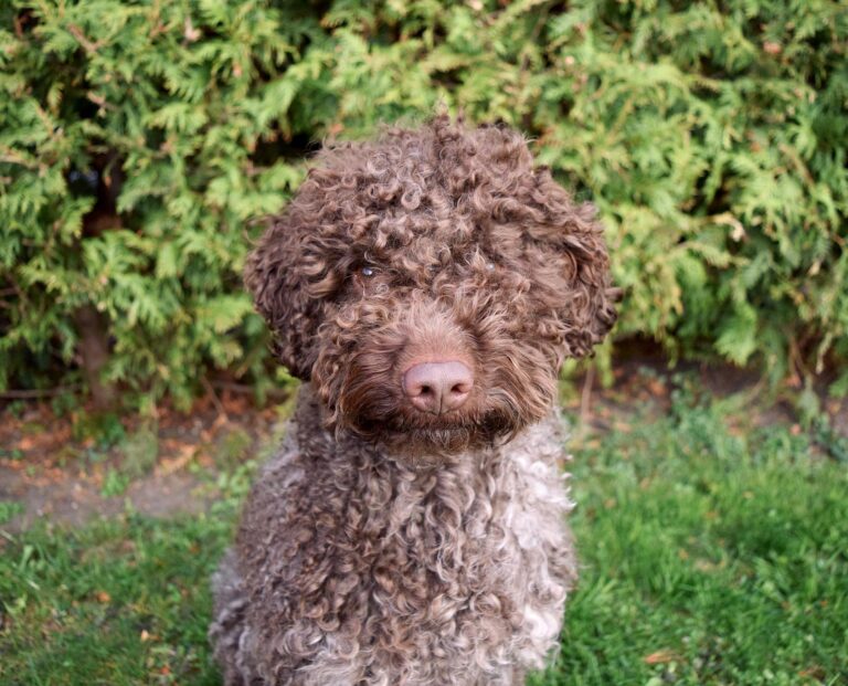 Lagotto romagnolo venku