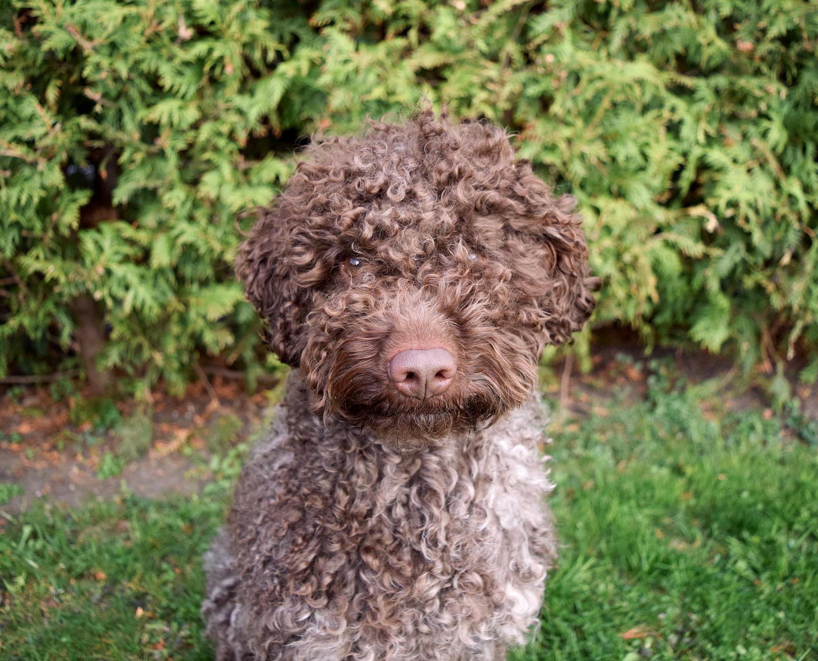 Lagotto romagnolo venku