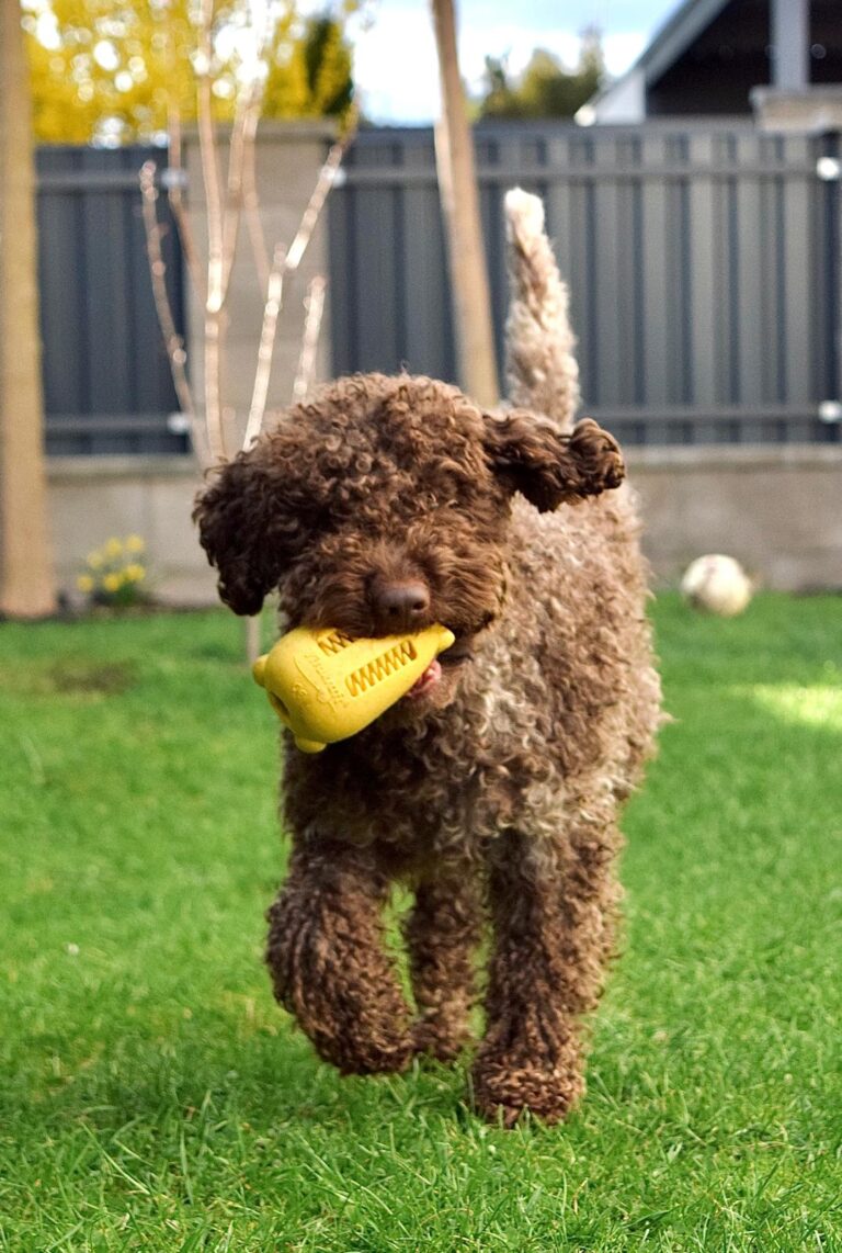 Lagotto Romagnolo – zkušenosti majitelů