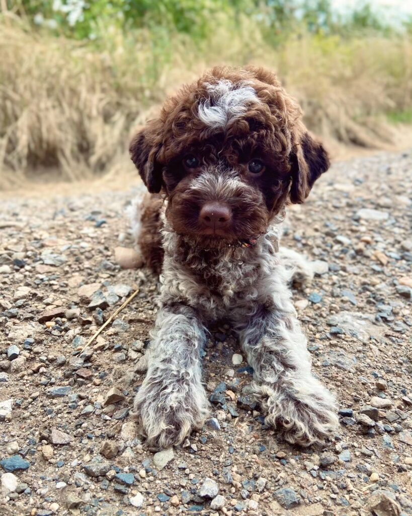 Lagotto romagnolo štěně