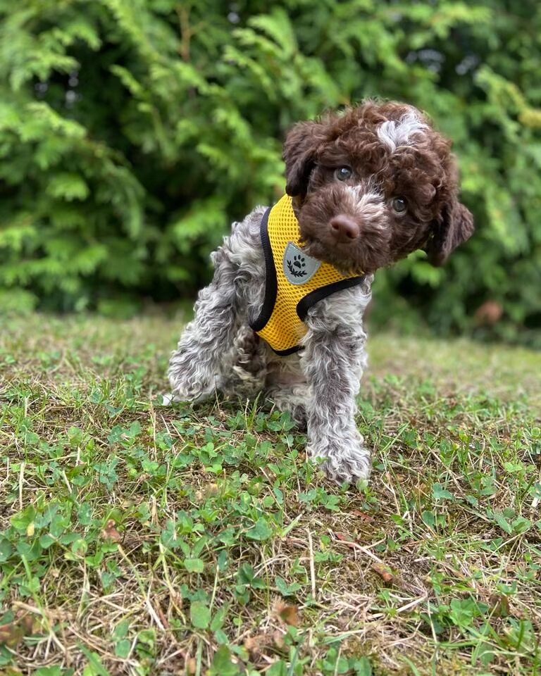 Lagotto romagnolo štěně