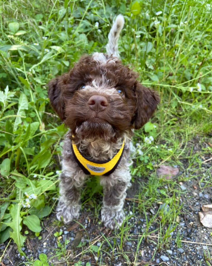 Lagotto romagnolo štěně