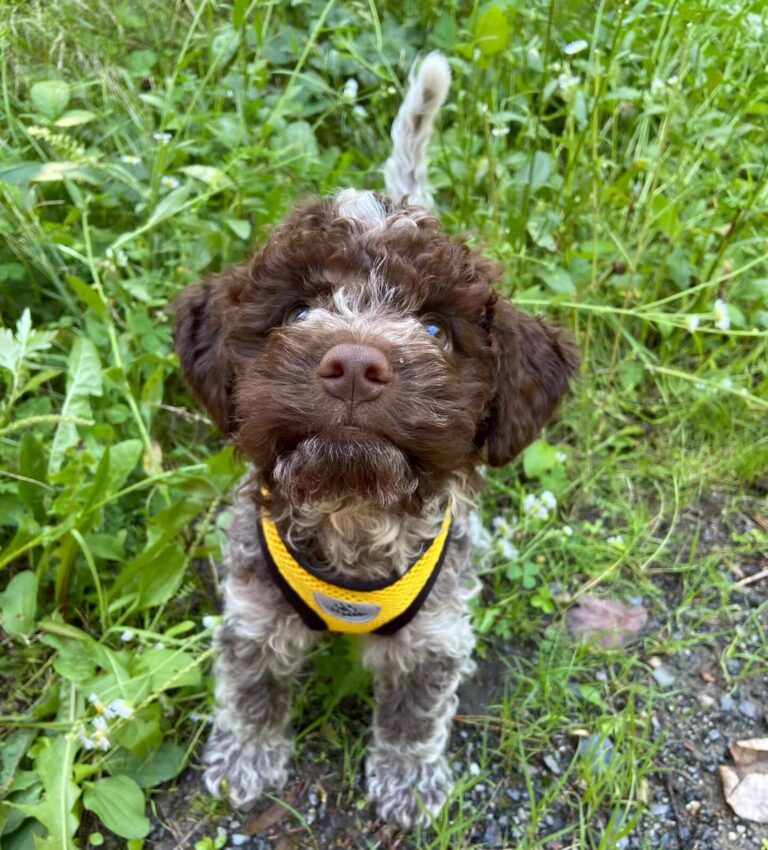 Lagotto romagnolo štěně